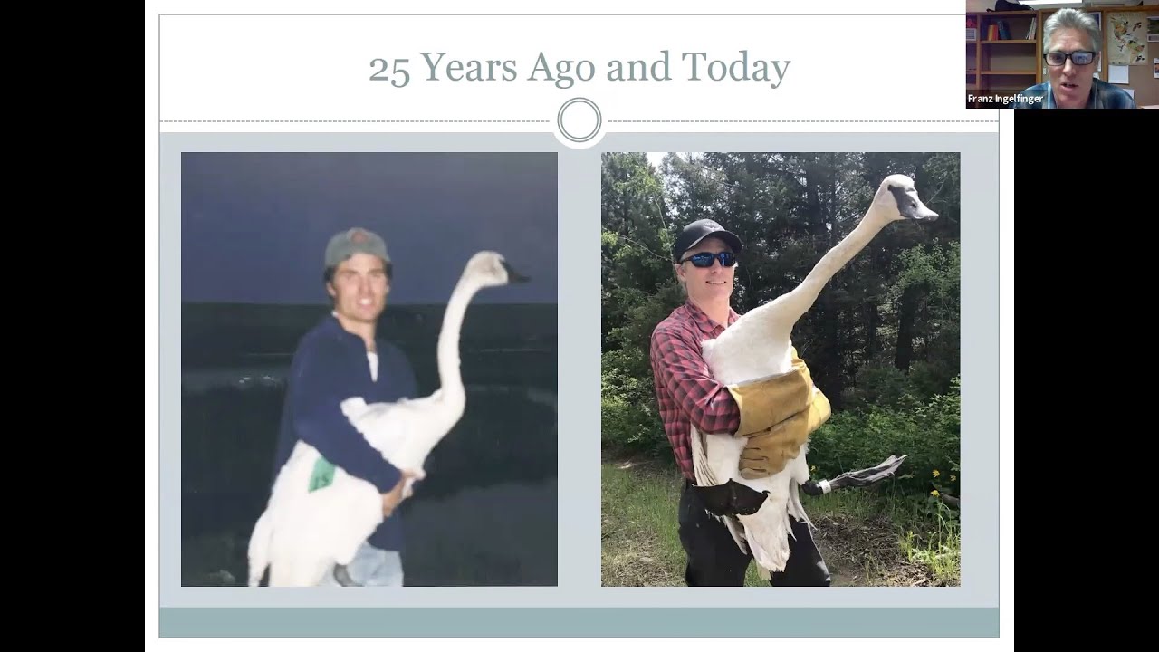 Trumpeter Swan Life History and Recovery by Franz Ingelfinger