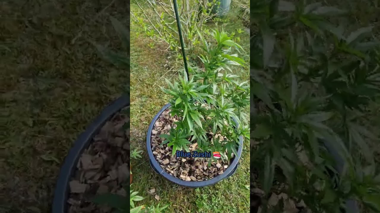 Selfmade Bukashi Update‼️‼️‼️#grow #growth #green  @Mr.Grow515 @Twargoss @AlvarFlame
