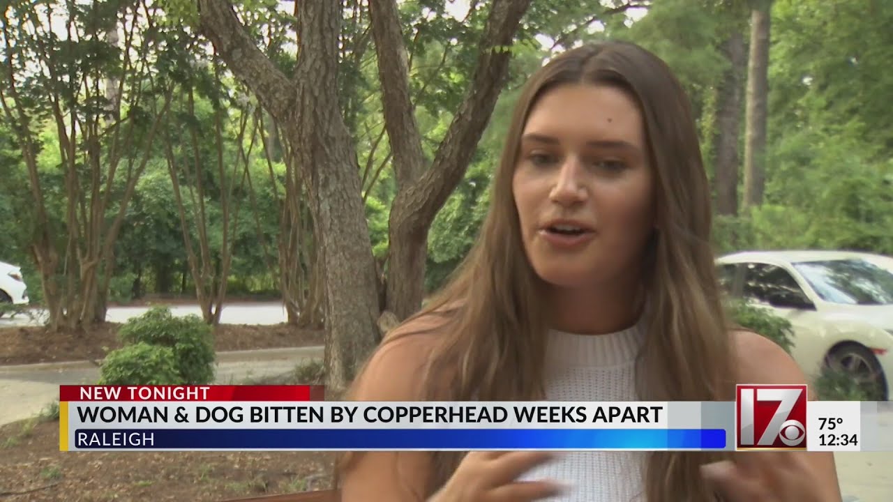 Copperheads bite Raleigh woman and her dog weeks apart
