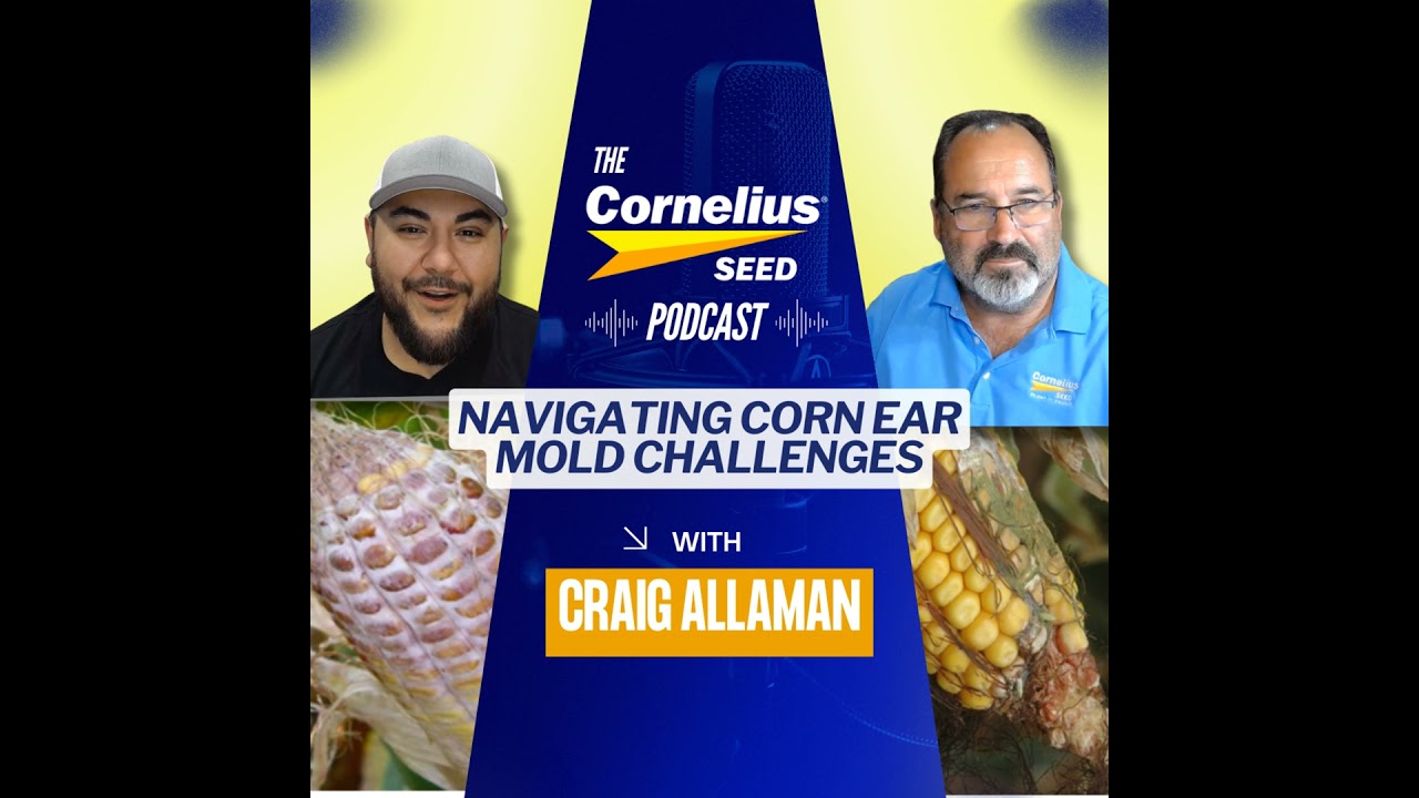 Navigating Corn Ear Mold Challenges