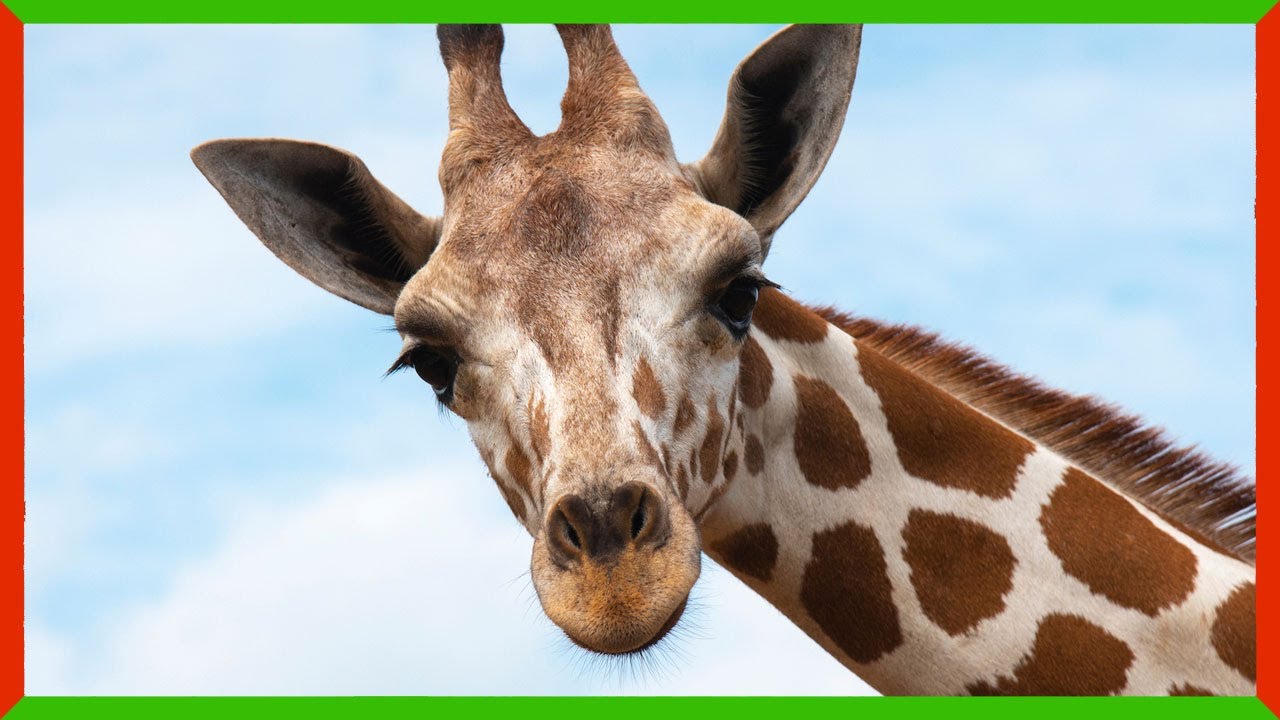 8 Bone Eating Animals