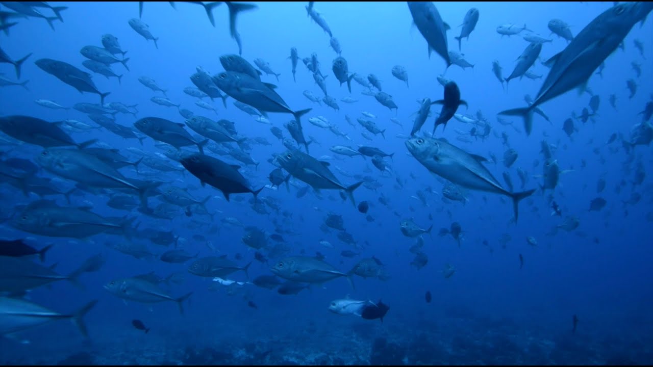 Plongée Tahiti - Mokarran diving 2024