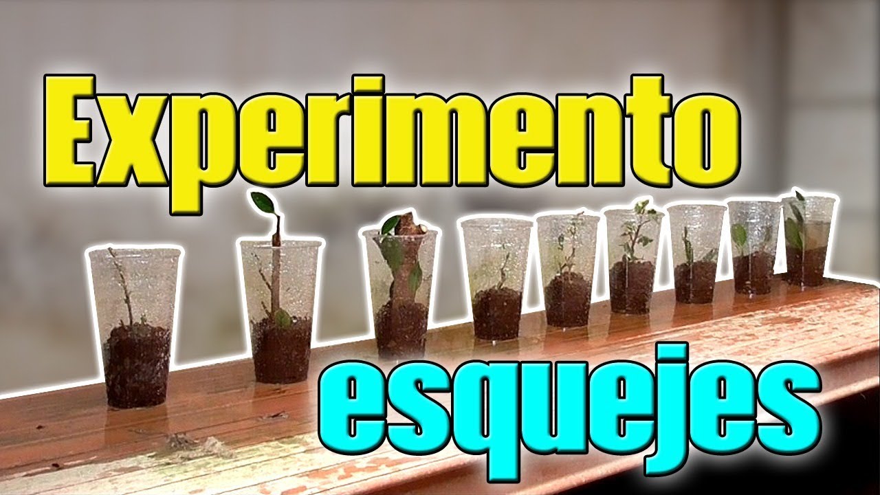Experimento esquejes bonsai (ficus)