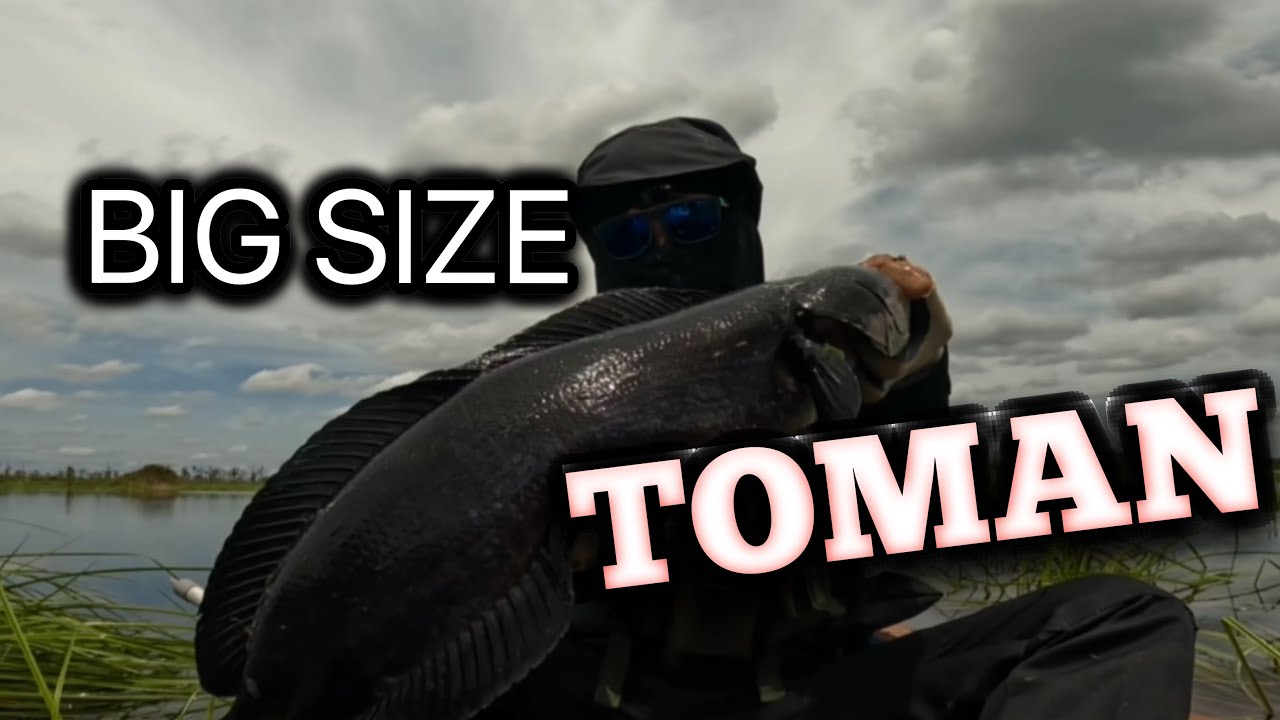 TOMAN KALIMANTAN | Predator Top Water Borneo | 