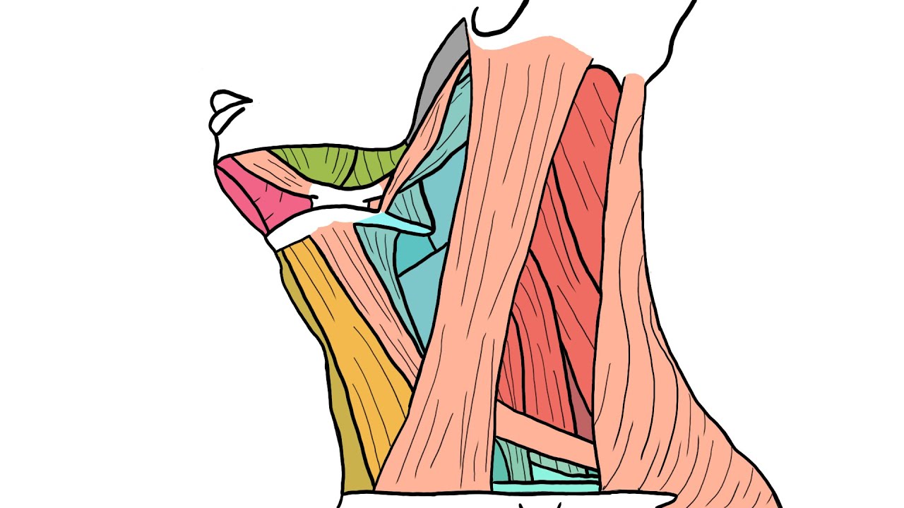 Regio Colli Lateralis - Omoclavicular & Omotrapezoid Triangles