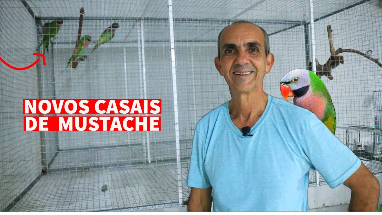 COLOQUEI 2 NOVOS CASAIS DE MUSTACHE EM VIVEIROS SUSPENSOS NO MEU CRIATÓRIO