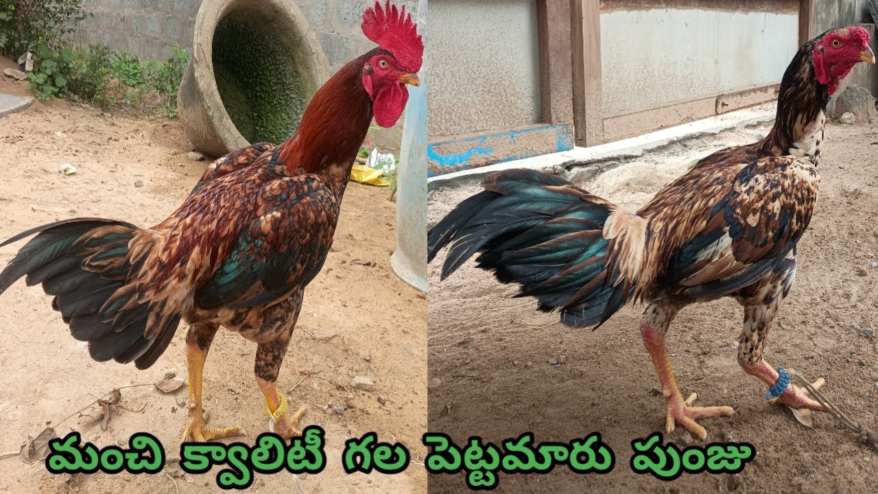 Top Quality Pettamaru Punjulu||8074334157||తూర్పు పుంజు అమ్మబడును||#StarAseelTV