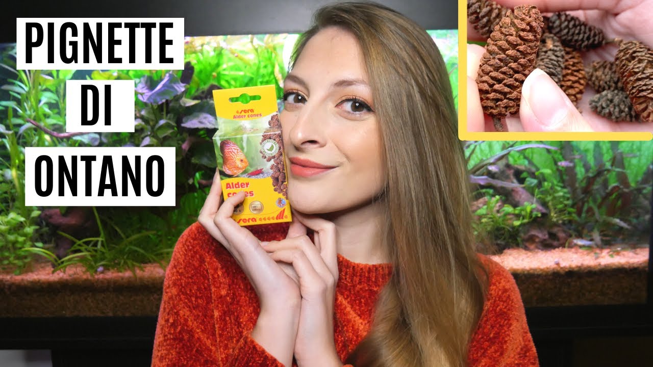 TUTTO sulle PIGNETTE di ONTANO 🤩