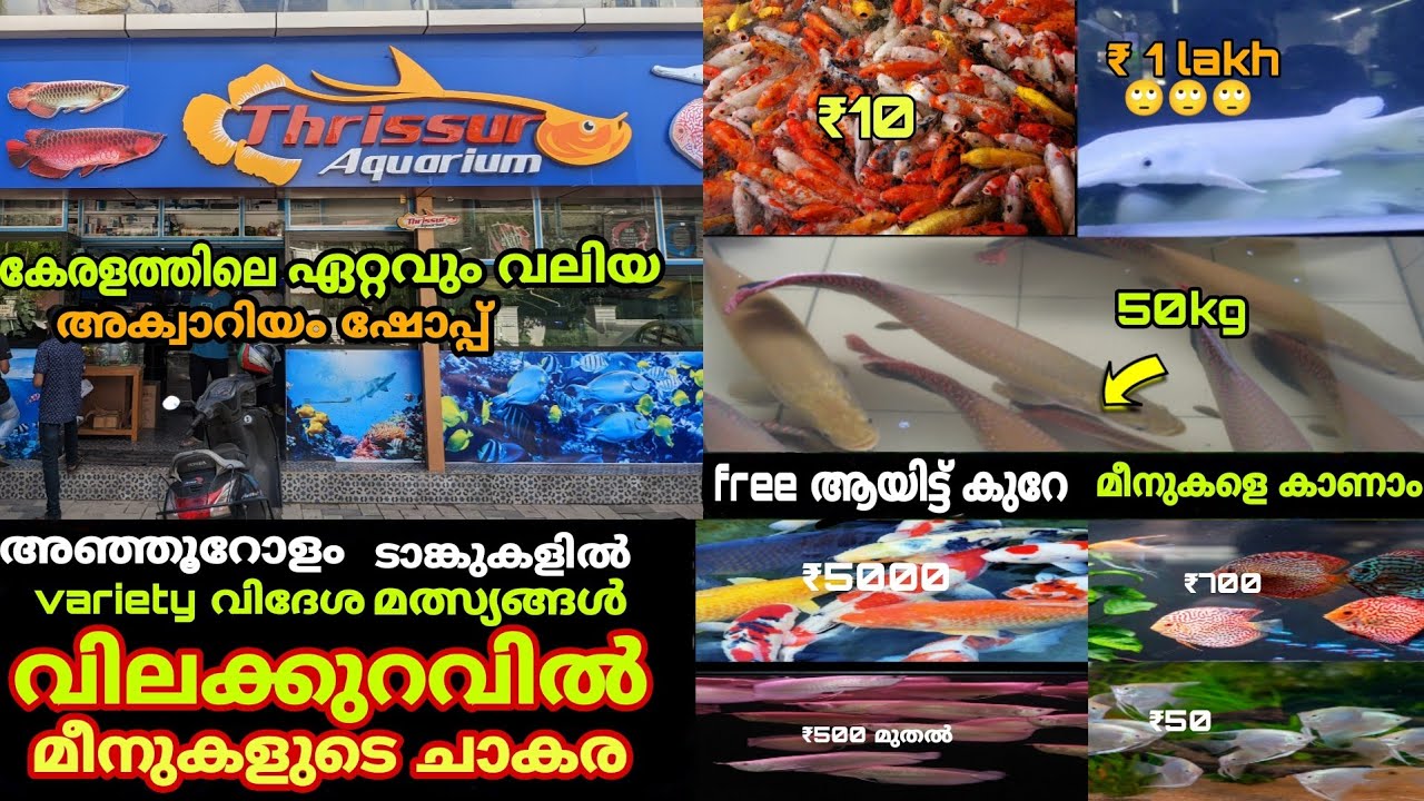 10 രൂപ മുതൽ 1ലക്ഷം രൂപ വരെയുള്ള വിദേശയിനം മത്സ്യങ്ങളെ കാണാം |arapaima,aligator gar,thrissur aquarium
