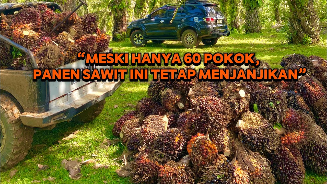 NPK pak tani untuk sawit ,begini kondisinya sekarang sampai gak nyangka #sawit 