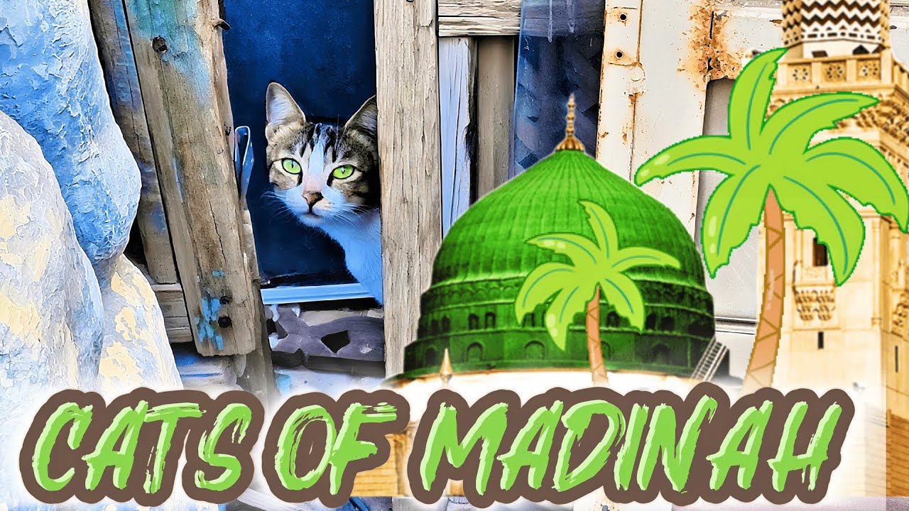 Amazing Cats of Madinah, Saudi Arabia