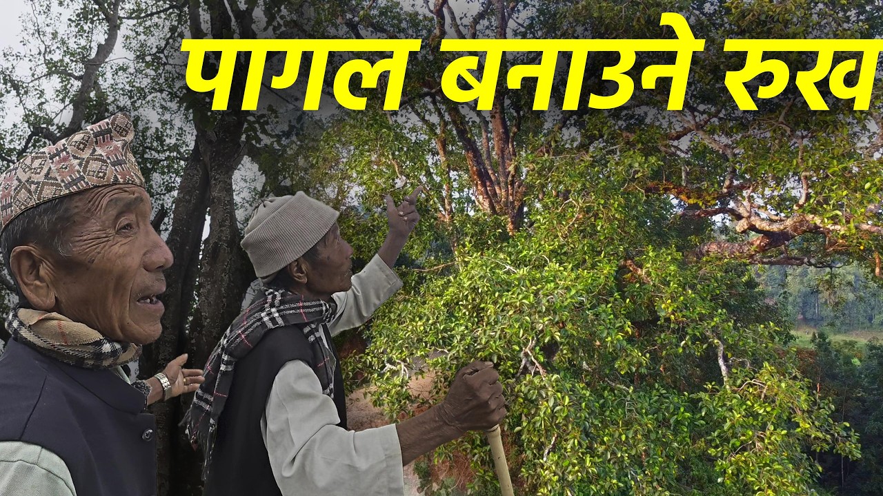 नेपालमा भेटियो यस्तो अचम्मको रुख , गाउले हरुभन्छन रुखले पागल नै बनाउछ , यस्तो फेला पर्यो