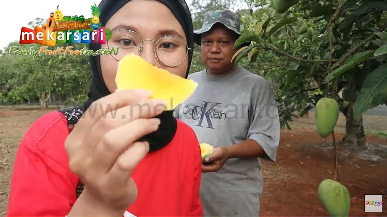 Cobain Manisnya MANGGA CHOKANAN di Mekarsari Fruitgarden | #VlogMekarsari #mekarsariexplore