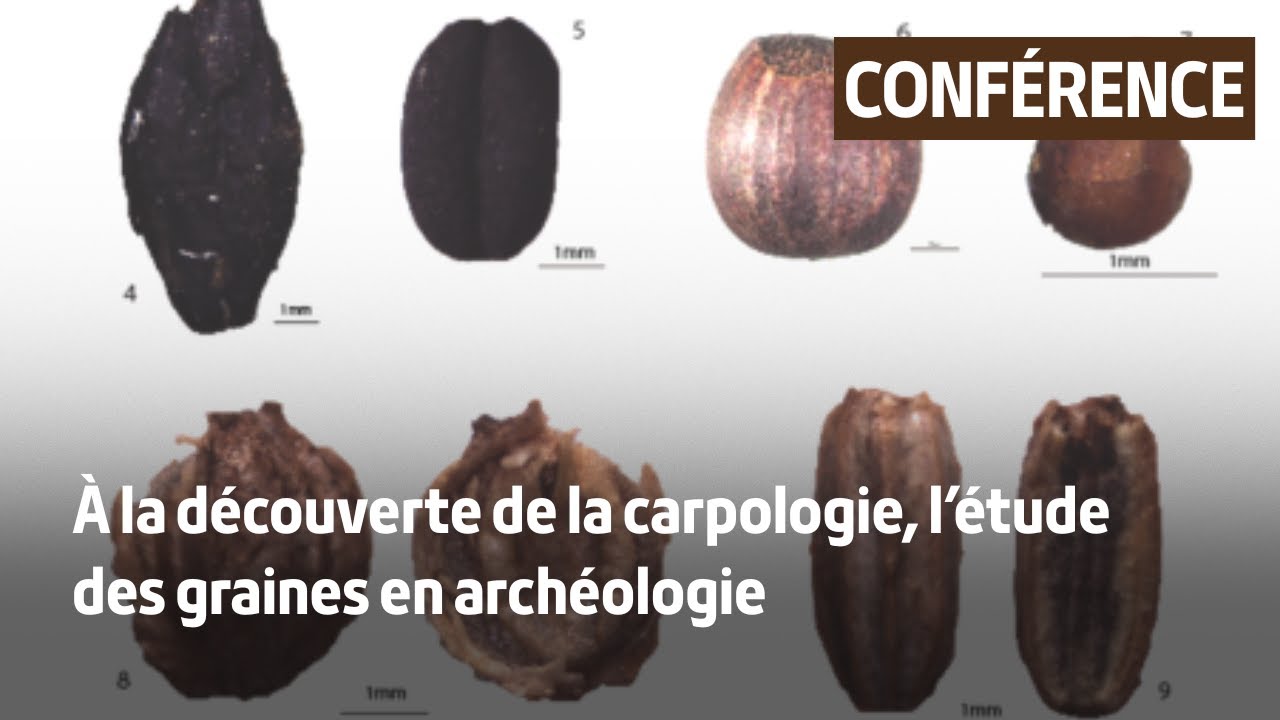 À la découverte de la carpologie, l'étude des graines en archéologie