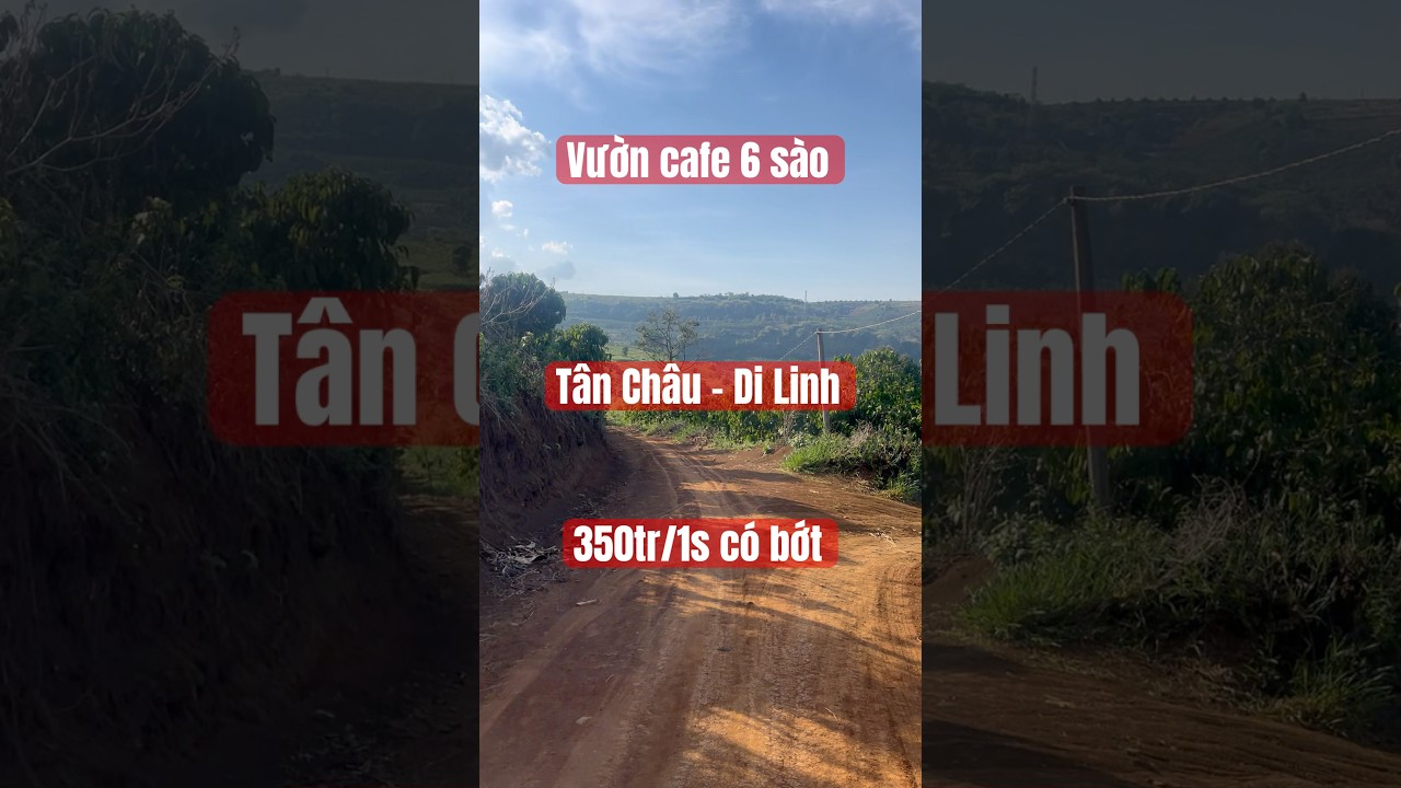 350tr/1.000m2 || Vườn cafe tại Di Linh, L&acirc;m Đồng || #bds #dilinh #lamdong