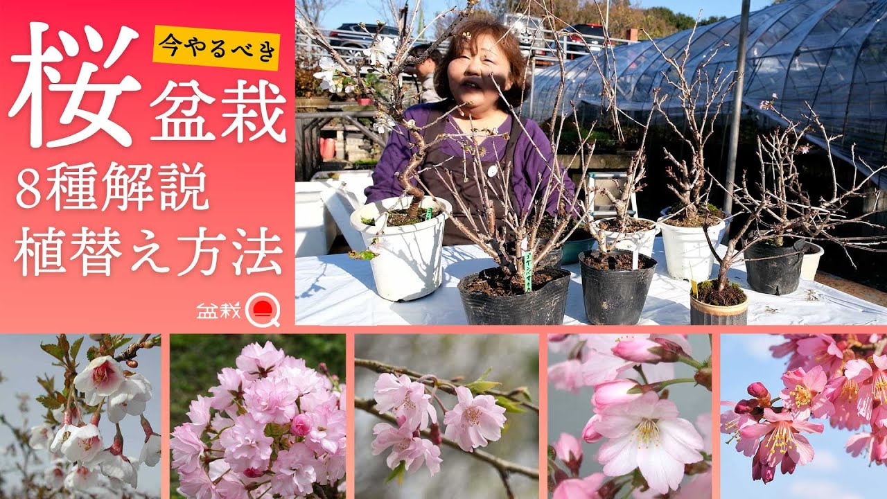 【桜】今やるべき12月の植え替えと品種別のサクラの解説【盆栽Q】