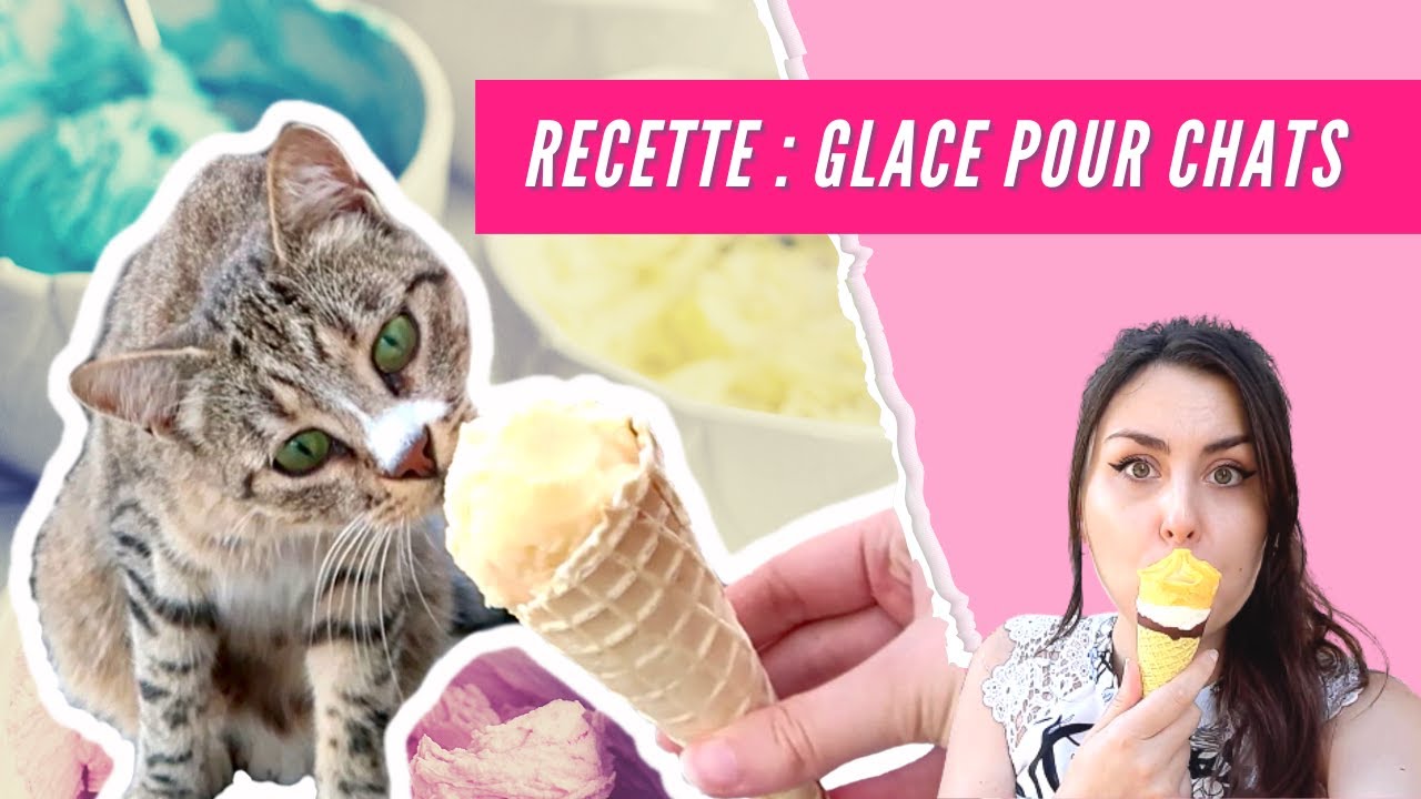 RECETTE : Glace spéciale pour vos chats 🍦😻 (avec ou sans sorbetière)