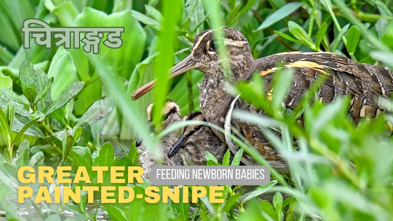 Greater Painted-snipe Feeding Chicks | Rare Parenting Moment in the Wild