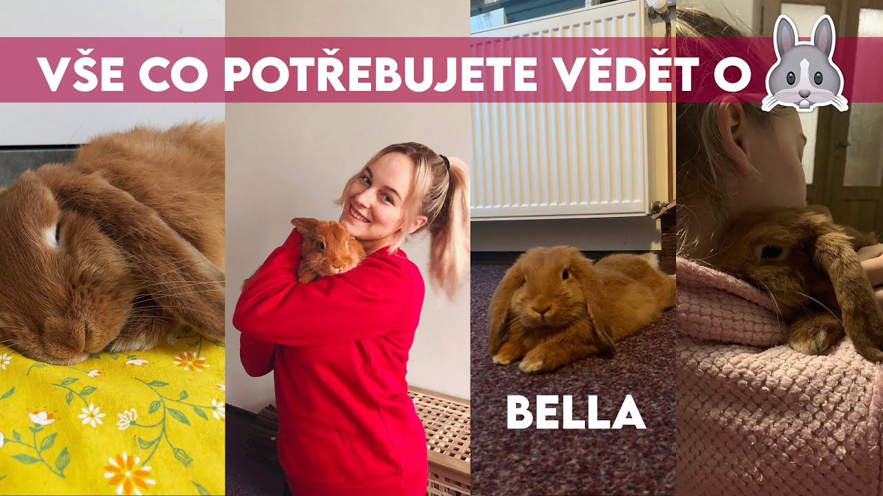 NEJČASTĚJŠÍ CHYBY MAJITELŮ KRÁLÍČKŮ - vše co potřebujete vědět! 🐰