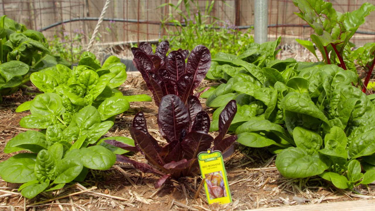 Cool Season Vegetables