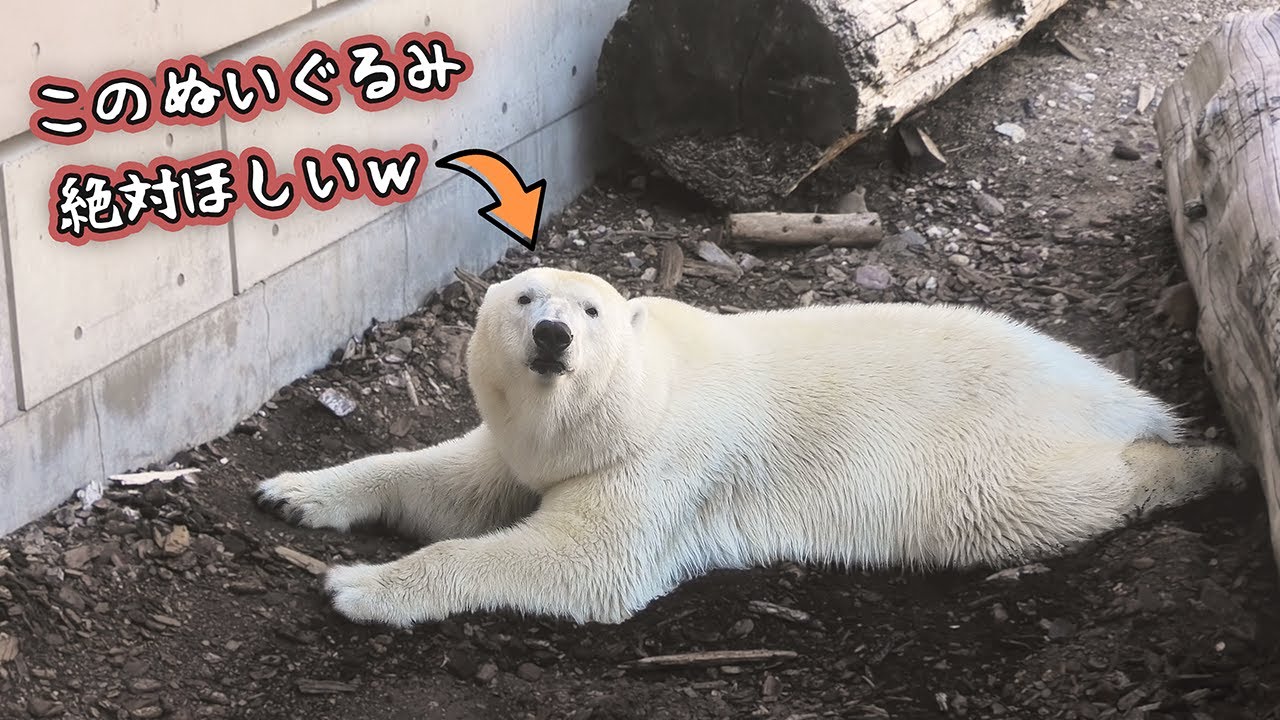 Белый медведь Момо