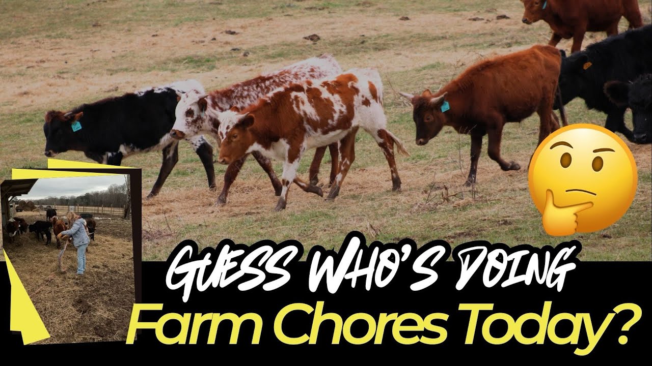Guess Who’s Doing Farm Chores? 🤔#farming #farm #farmlife #texaslonghorncattle #cattlefarming 