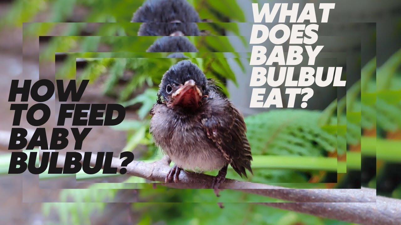 How to feed a baby bulbul? How to raise a bird?#babybird #bird #bulbul