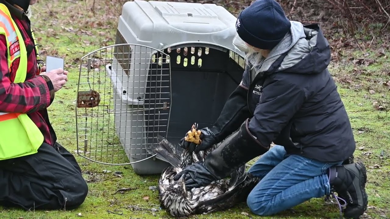 OWL (Jane from Orphaned Wild Life Rescue Society) recovering rescued eagle (1-17-2026)