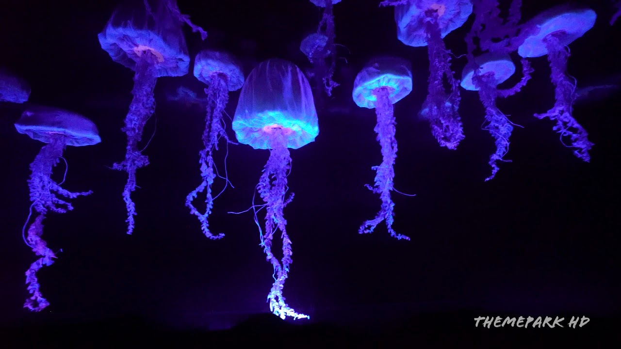 4K The Seas With Nemo And Friends Extreme Low Light POV At Epcot