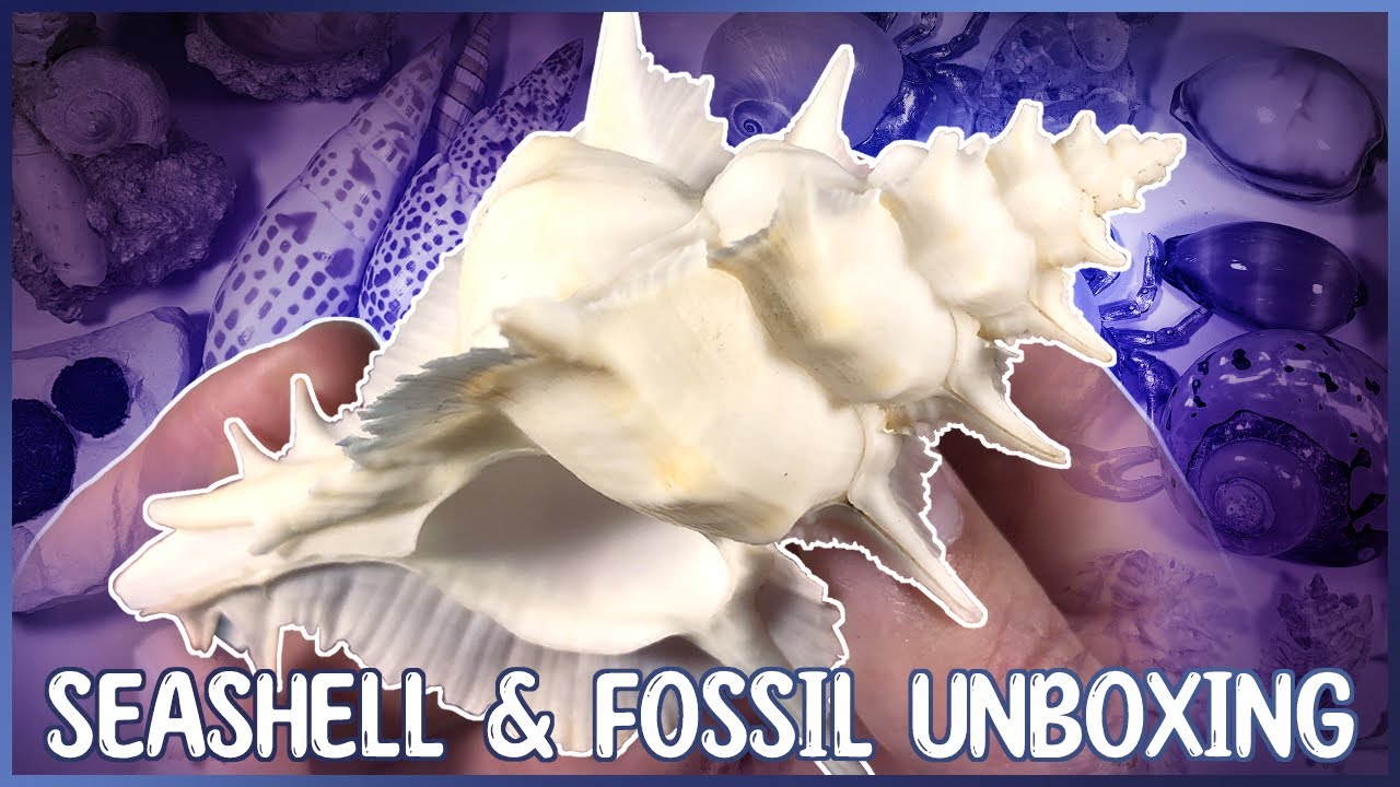 Let's Unbox! Rare Shells, Ancient Fossils & More! [Unboxing Seashells]