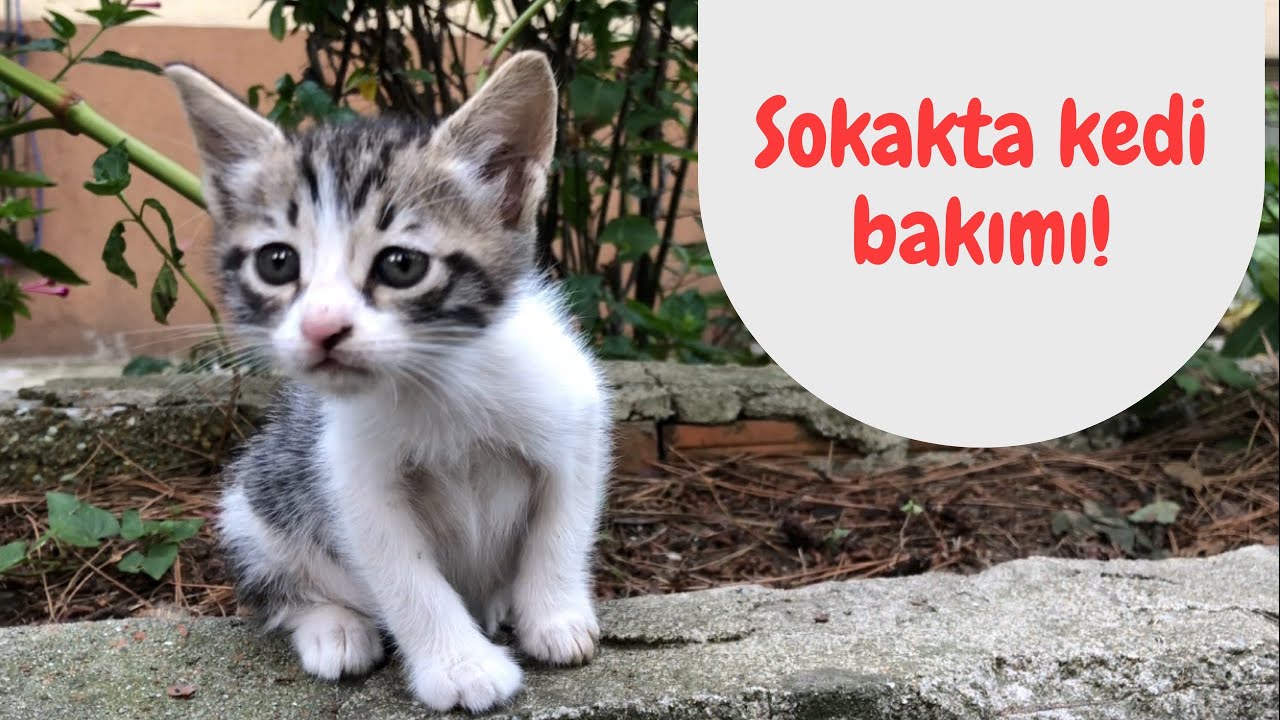 Sokakta kedi bakımı, sokakta yaşayan kedileri besleme ipuçları...