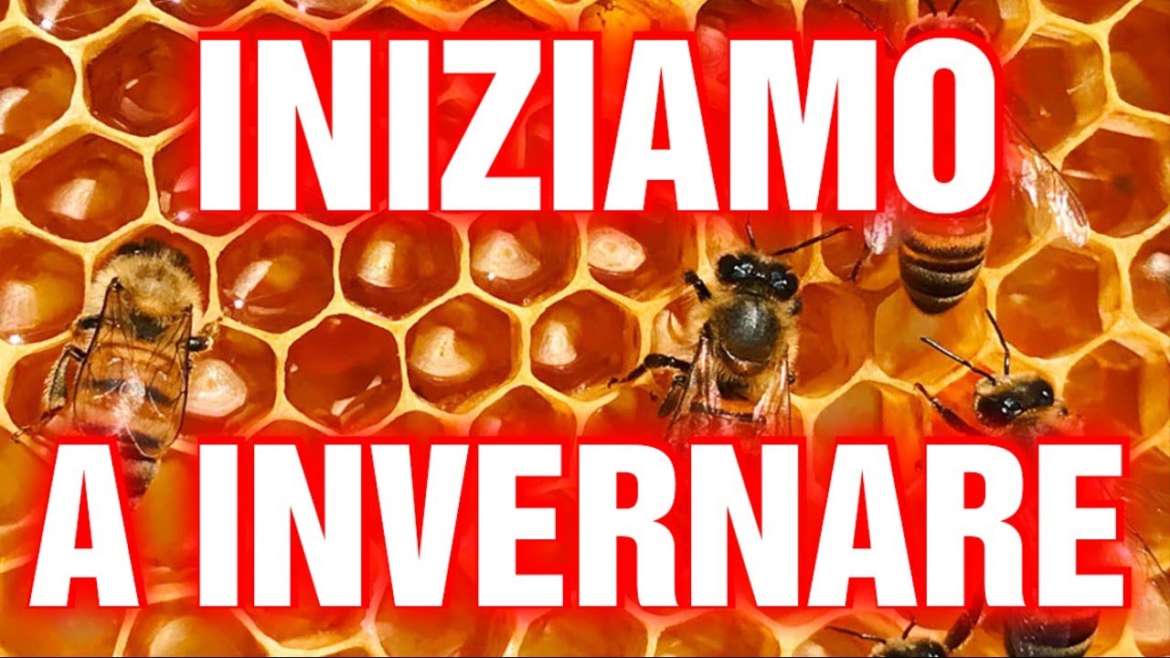 Apicoltura CD: Stringere le famiglie, controllo scorte e trucchi per invernare bene !