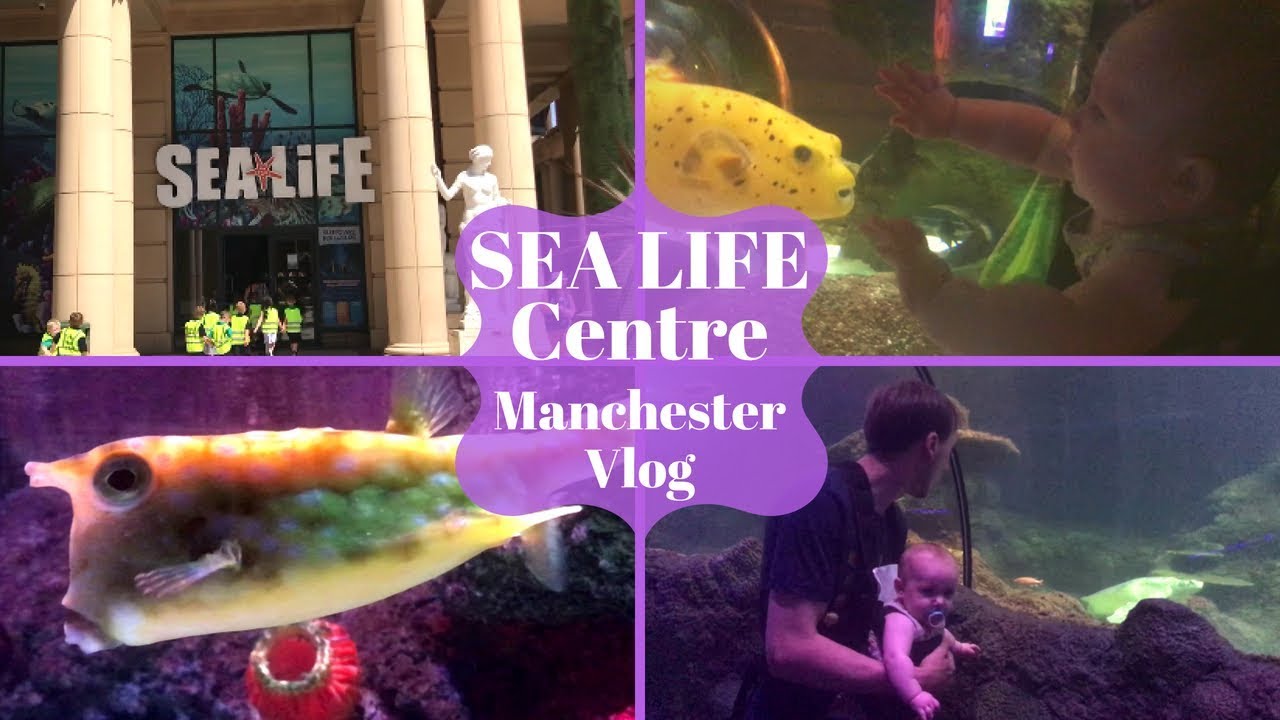 Sealife Centre Manchester - Family Day Out Vlog