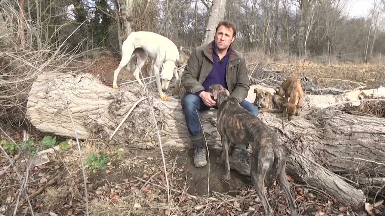 El galgo en olor a multitudes