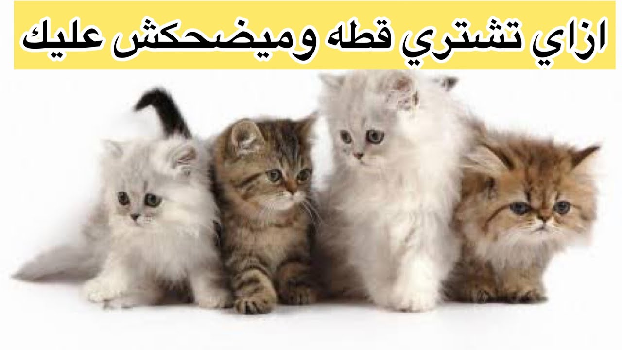 ازاي اشتري او اتبني قطه😍 مواصفات القطط السليمه واسعارها