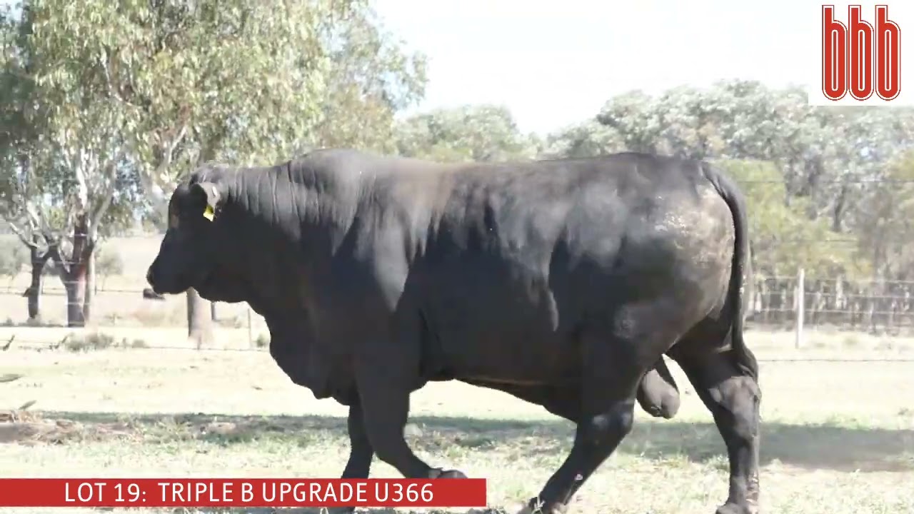 LOT 19 -TRIPLE B UPGRADE U366