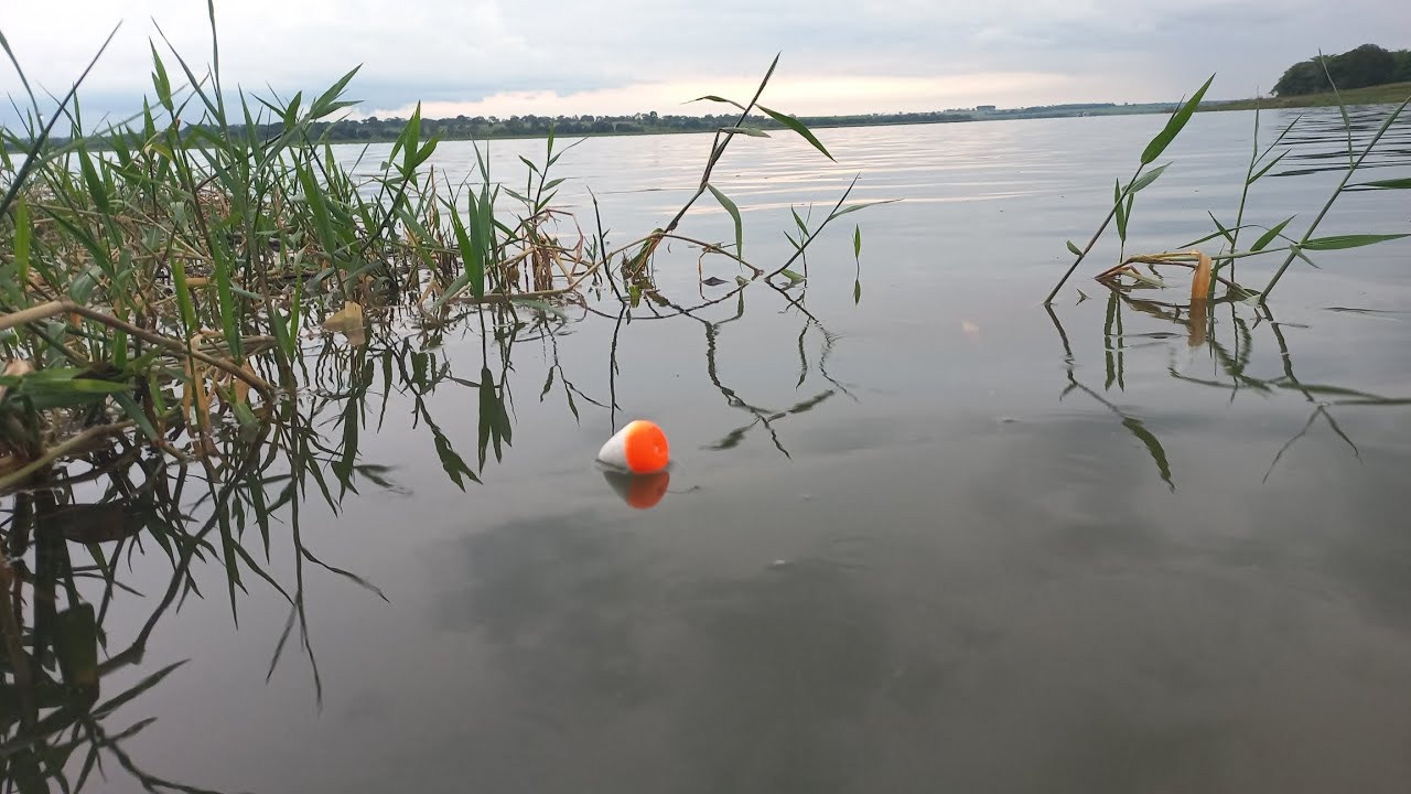 Pescaria Raiz na piracema usando lambari vivo de isca os Brutos não resiste Rio marinheiro