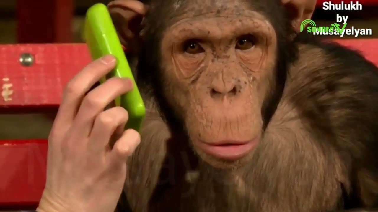 Դհոլչին. Մաս 9 | Dholchin. Mas 9 | Shulukh by Musayelyan