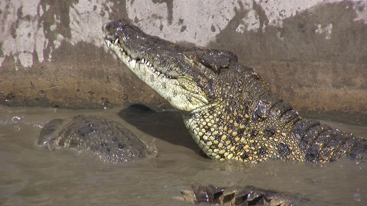 Crocodile Farm, Siem Reap, Cambodia 2014 with Travel Art