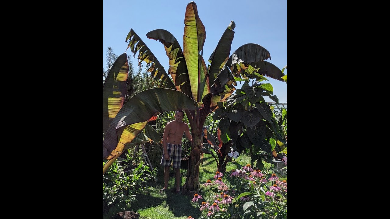 Największe bananowce w Polsce, przypalenia, rozerwania liści. Rośliny egzotyczne.Odc1078