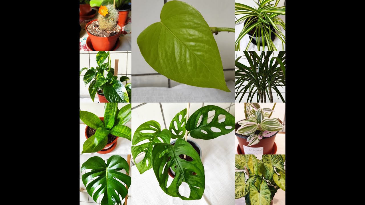 Moje pokojové rostliny - My houseplants