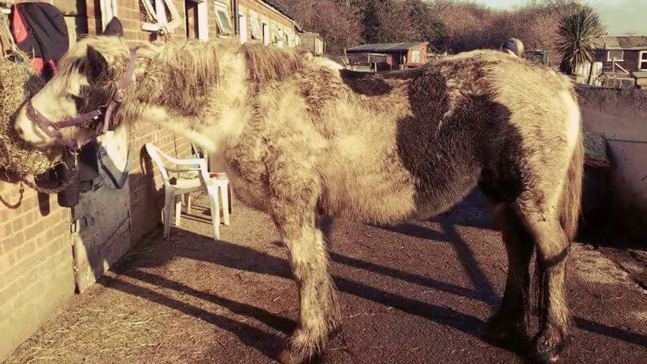 That one horse that changed my life