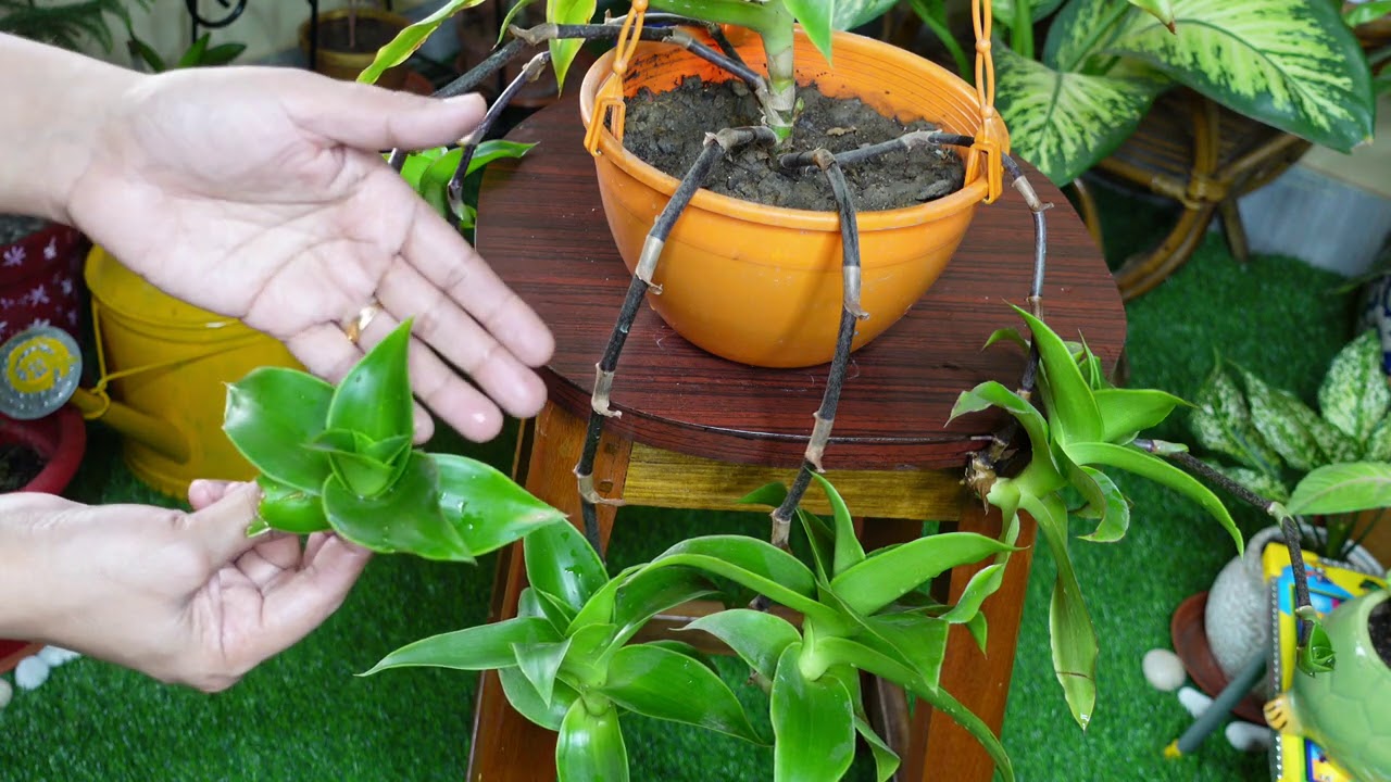 Basket plant/Callisia fragrans|कितना सुंदर बास्केट प्लान्ट इसे तो जरूर लगायें|