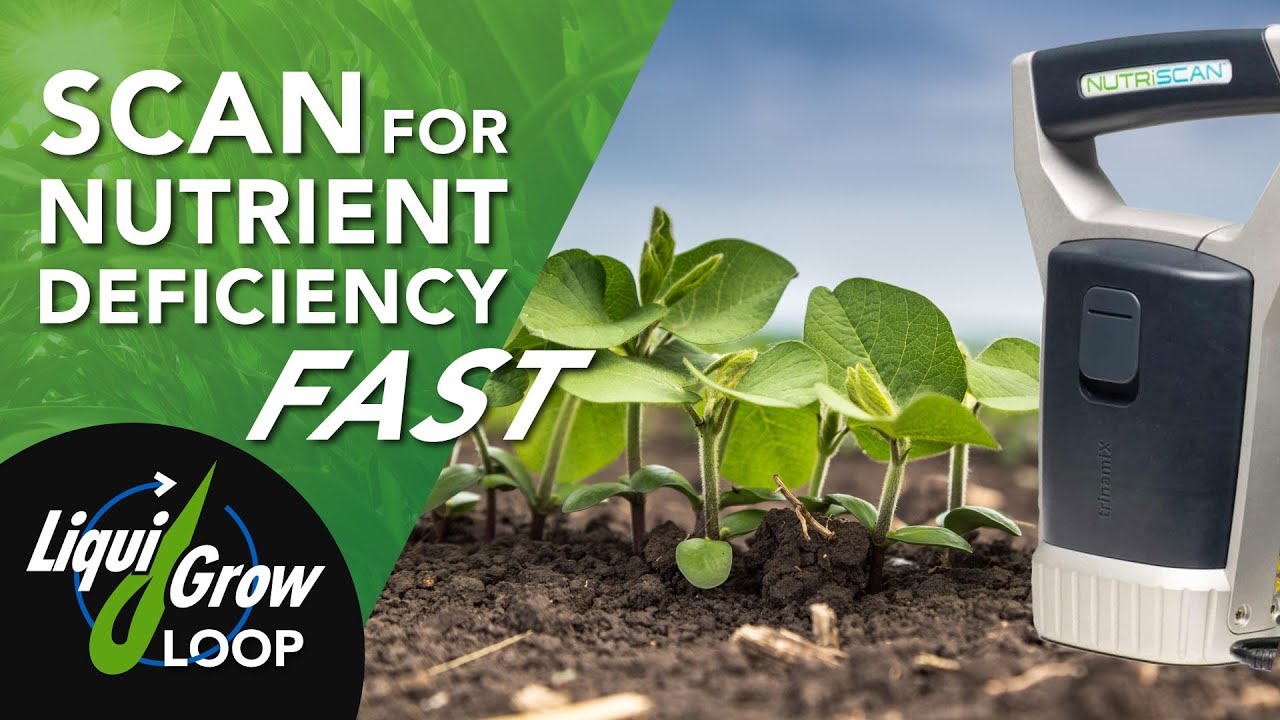 Early-Stage Nutrient Needs for Corn and Soybean