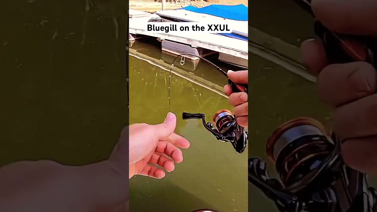 XXUL Daiwa Rod #ultralightfishing #panfish #bluegillfishing #bluegill