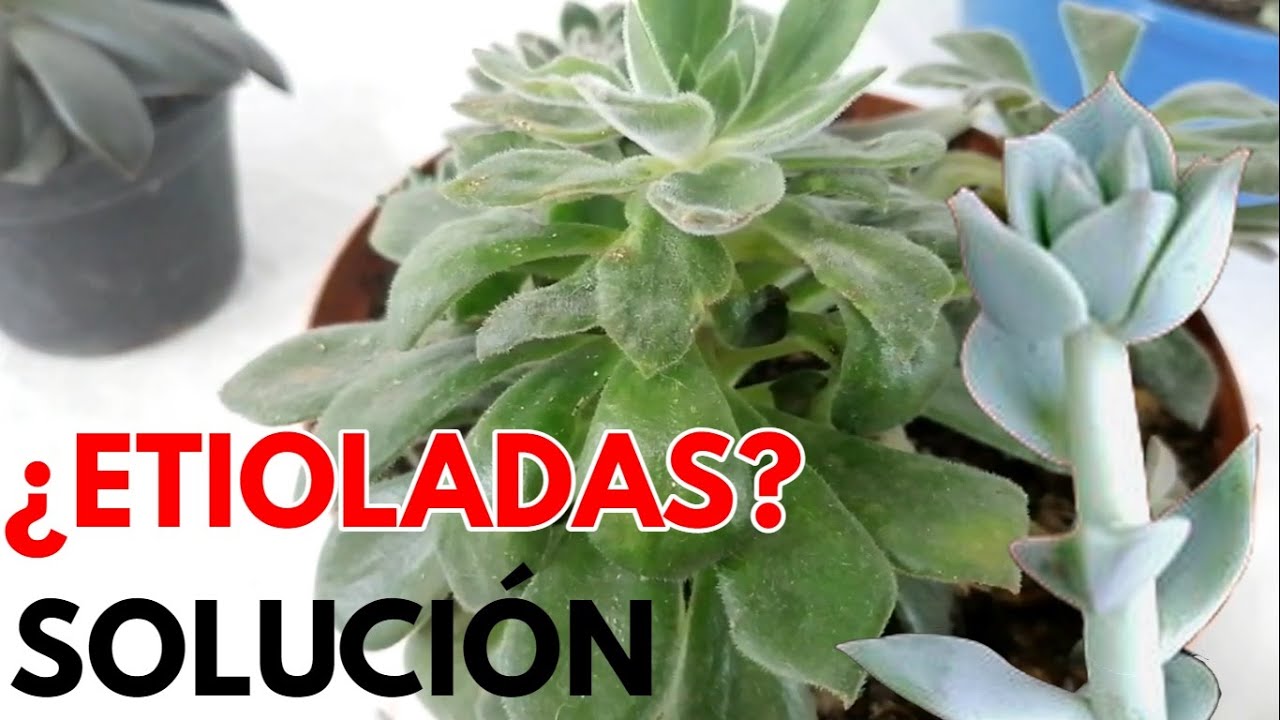 como recuperar  suculentas etioladas salvar  donsuculento
