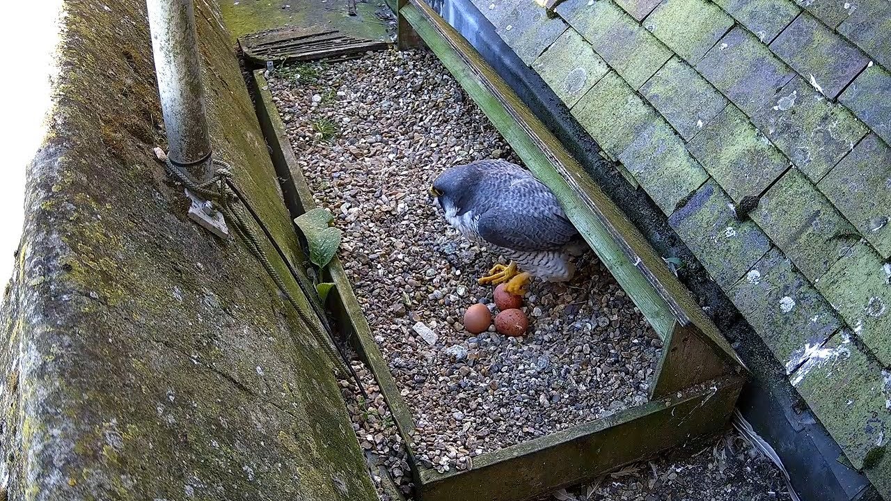 Shock as birdwatchers see peregrine eggs stamped on above St Albans Cathedral