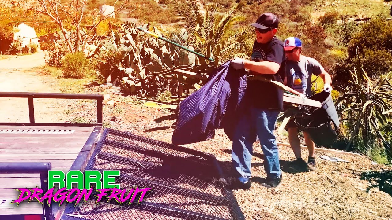 MOVING a GIGANTIC DRAGON FRUIT/ 'K' Dragon FRUIT / This Rare Plant has a NEW Home