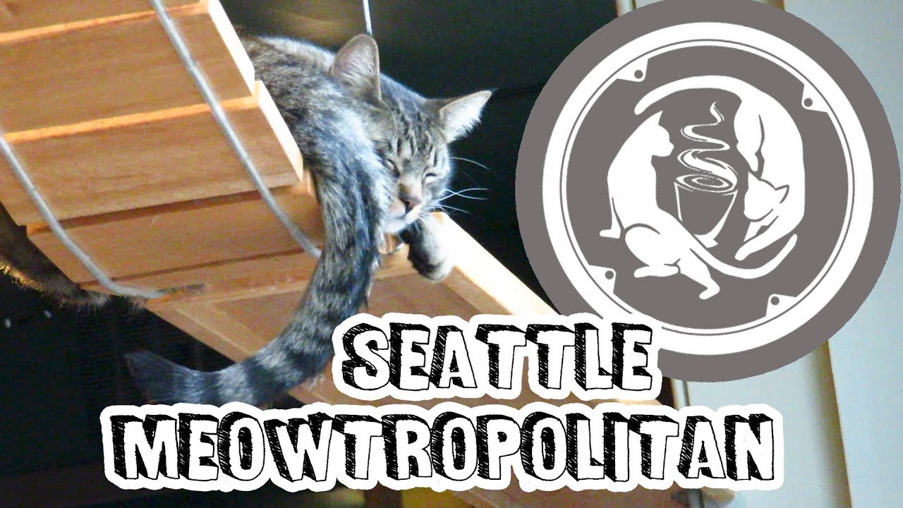 Visiting The Seattle Cat Cafe 🐱 Seattle Meowtropolitan