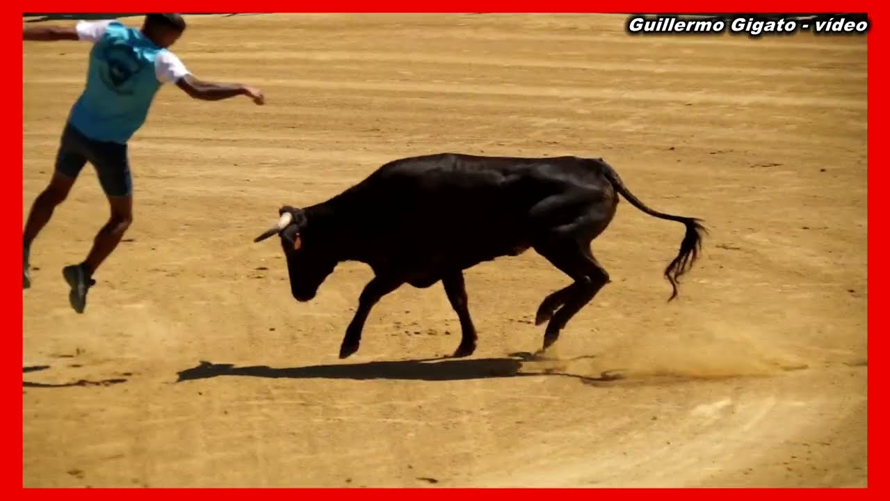 Suelta de vaquillas en la Feria de Algodonales 2025